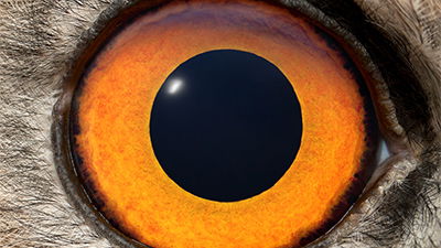 An Eye for Every Occasion