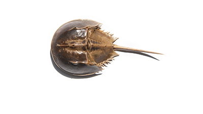 Living Fossils—Here, There, and Everywhere