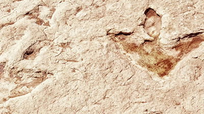 Dinosaur Footprints