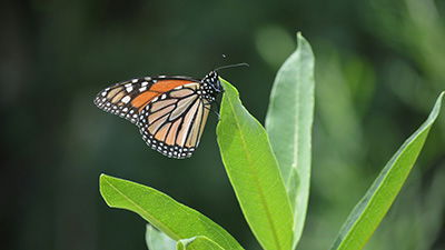 Fossil Droppings Reveal “Oldest” Evidence of Butterflies