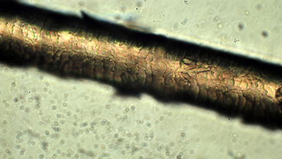Designed Distinctions in a Single Strand of Hair
